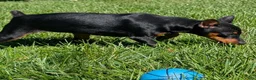Miniature Pinscher dogs for sale: Flash - Ad 2