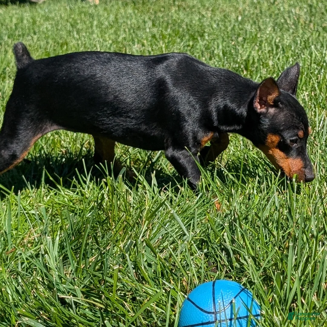 Miniature Pinscher dogs for sale: Flash - Ad 2