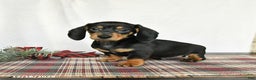 Miniature Dachshund dogs for sale: Louie - Ad 2