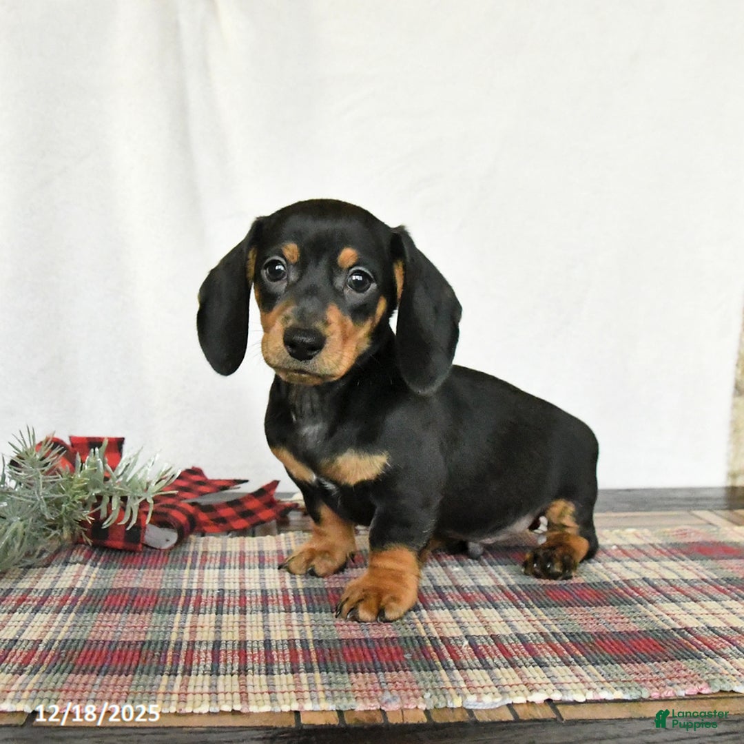 Miniature Dachshund dogs for sale: Louie - Ad 2