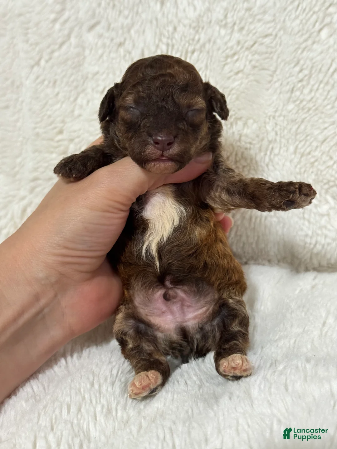 Toy Poodle dogs for sale: Benji - Ad 2