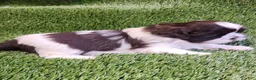 Shih Tzu dogs for sale: Shih Tzu 4 - Ad 5