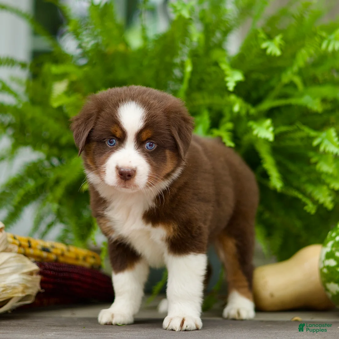 Miniature Australian Shepherd dogs for sale: Tori - Ad 1