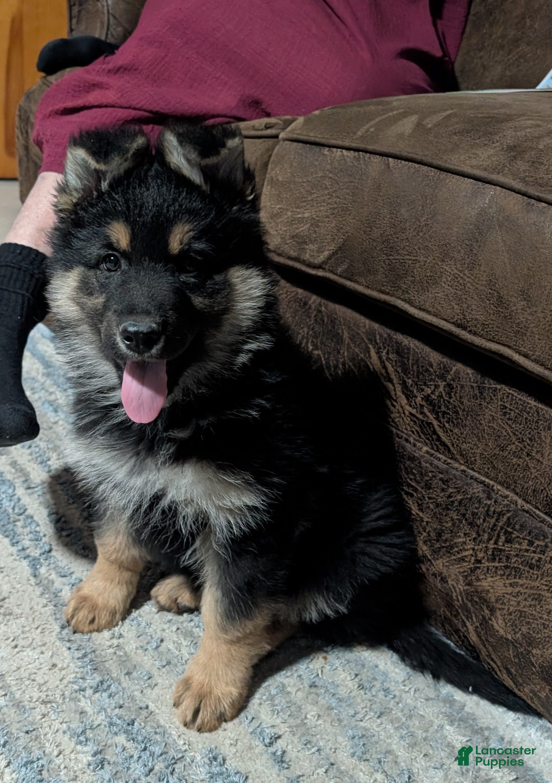 German Shepherd dogs Kenzie  - Ad 2