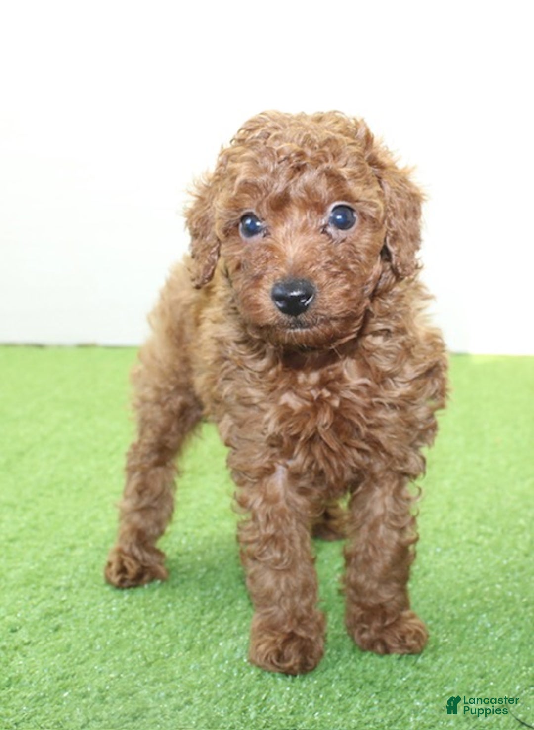 Miniature Poodle dogs for sale: Champ - Ad 9