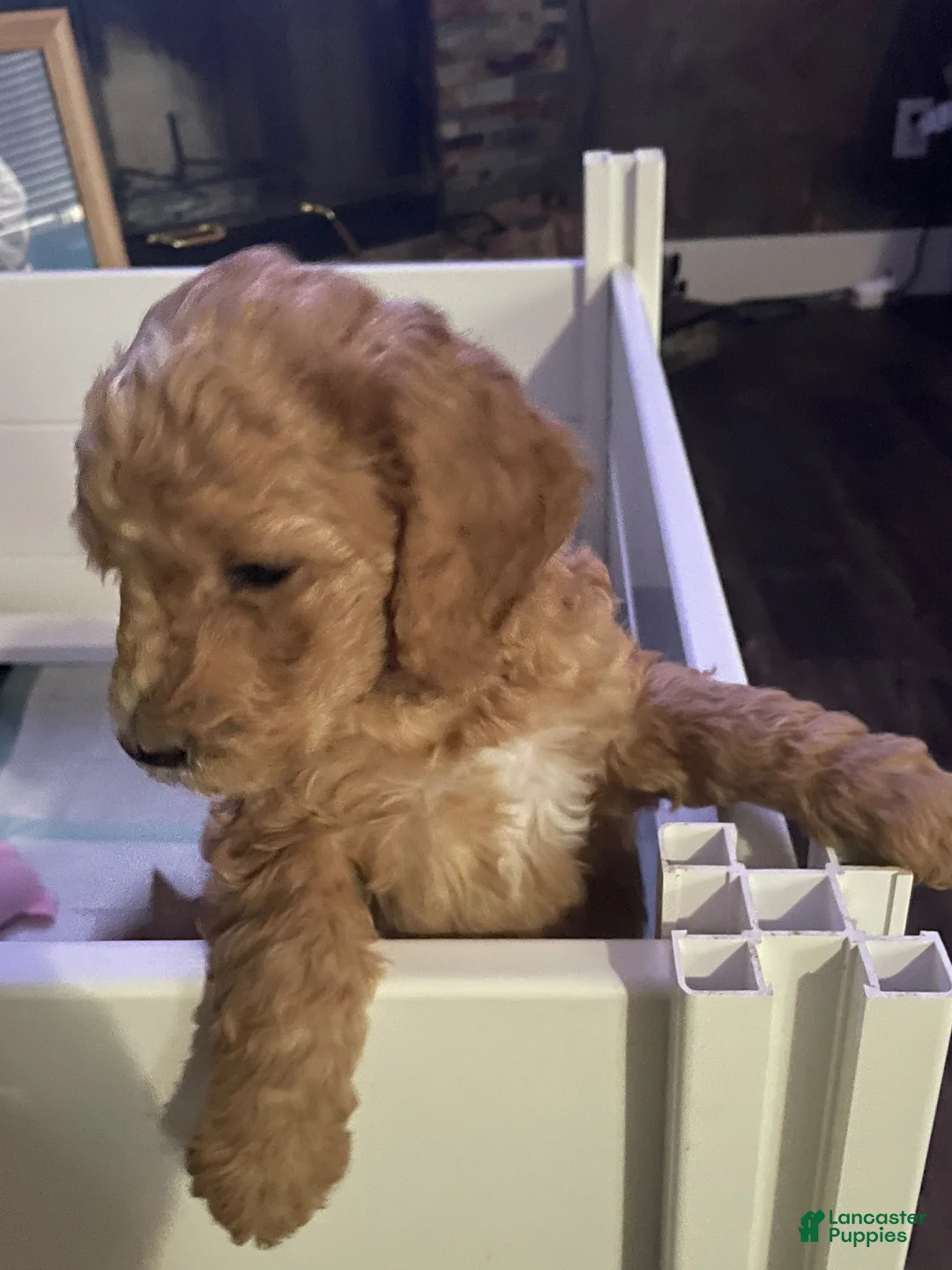 Goldendoodle dogs for sale: Goldendoodle Puppy 1 - Ad 2