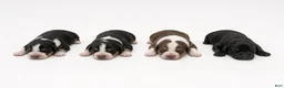 Bernedoodle dogs for sale: Clover - Ad 3