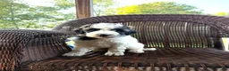 Goldendoodle dogs for sale: Leroy  - Ad 1