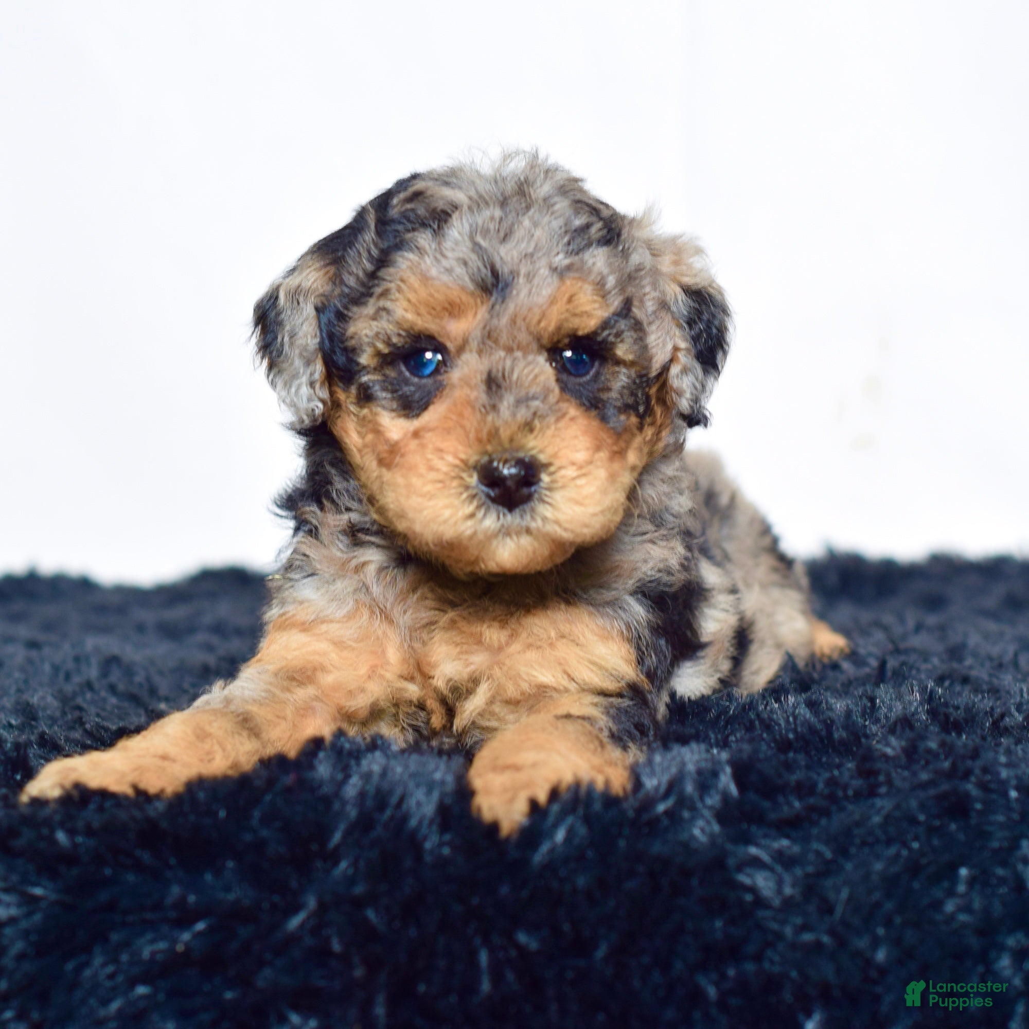 Mini Goldendoodle dogs for sale: Mr. Karl - Ad 7