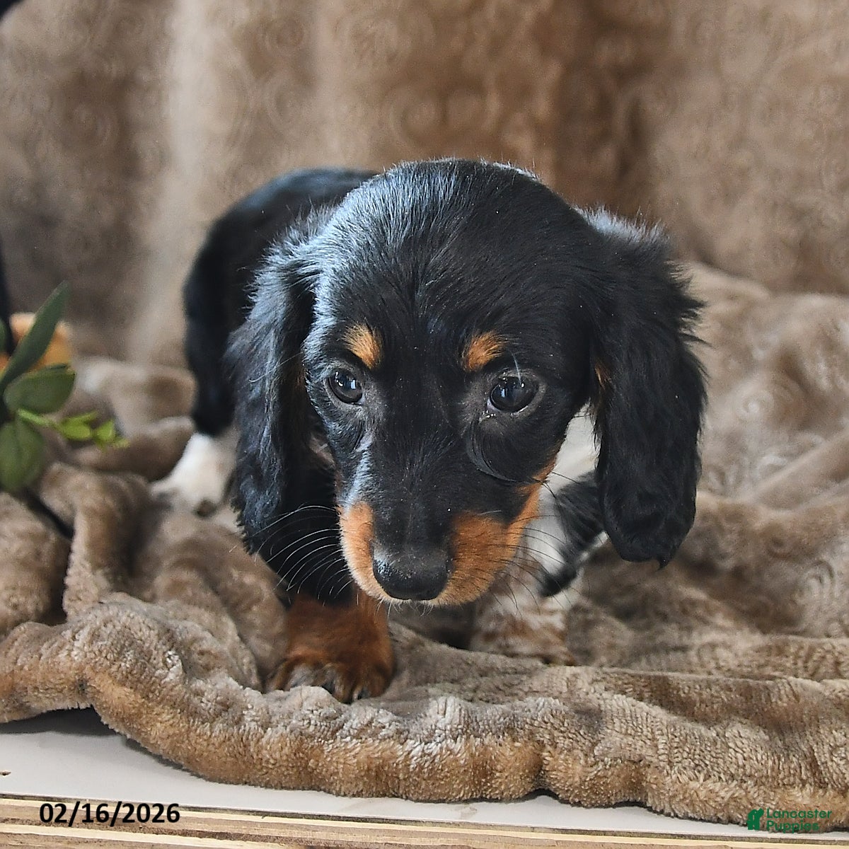 Miniature Dachshund dogs Poppy - Ad 2