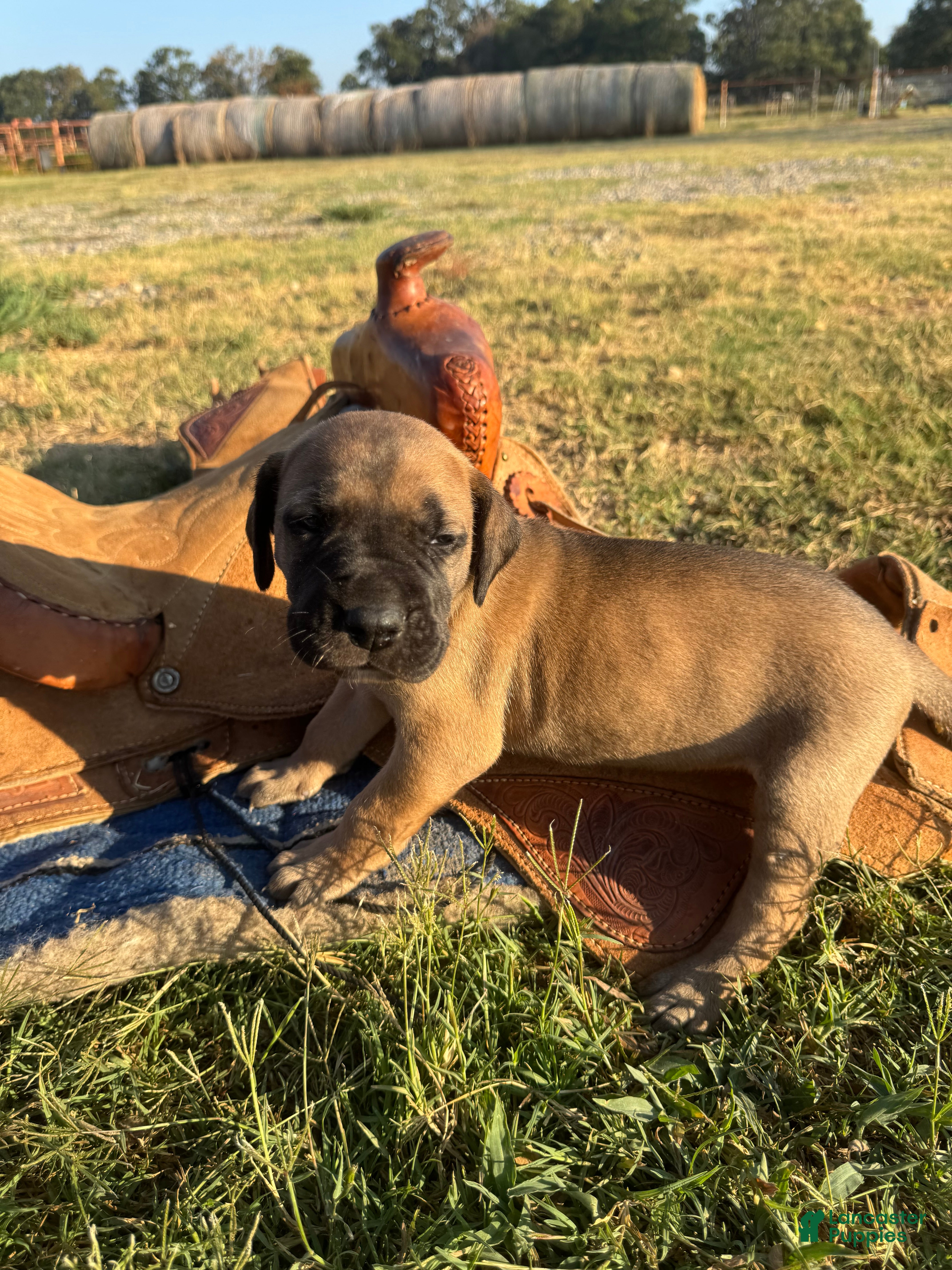 Great Dane dogs Bruno  - Ad 2