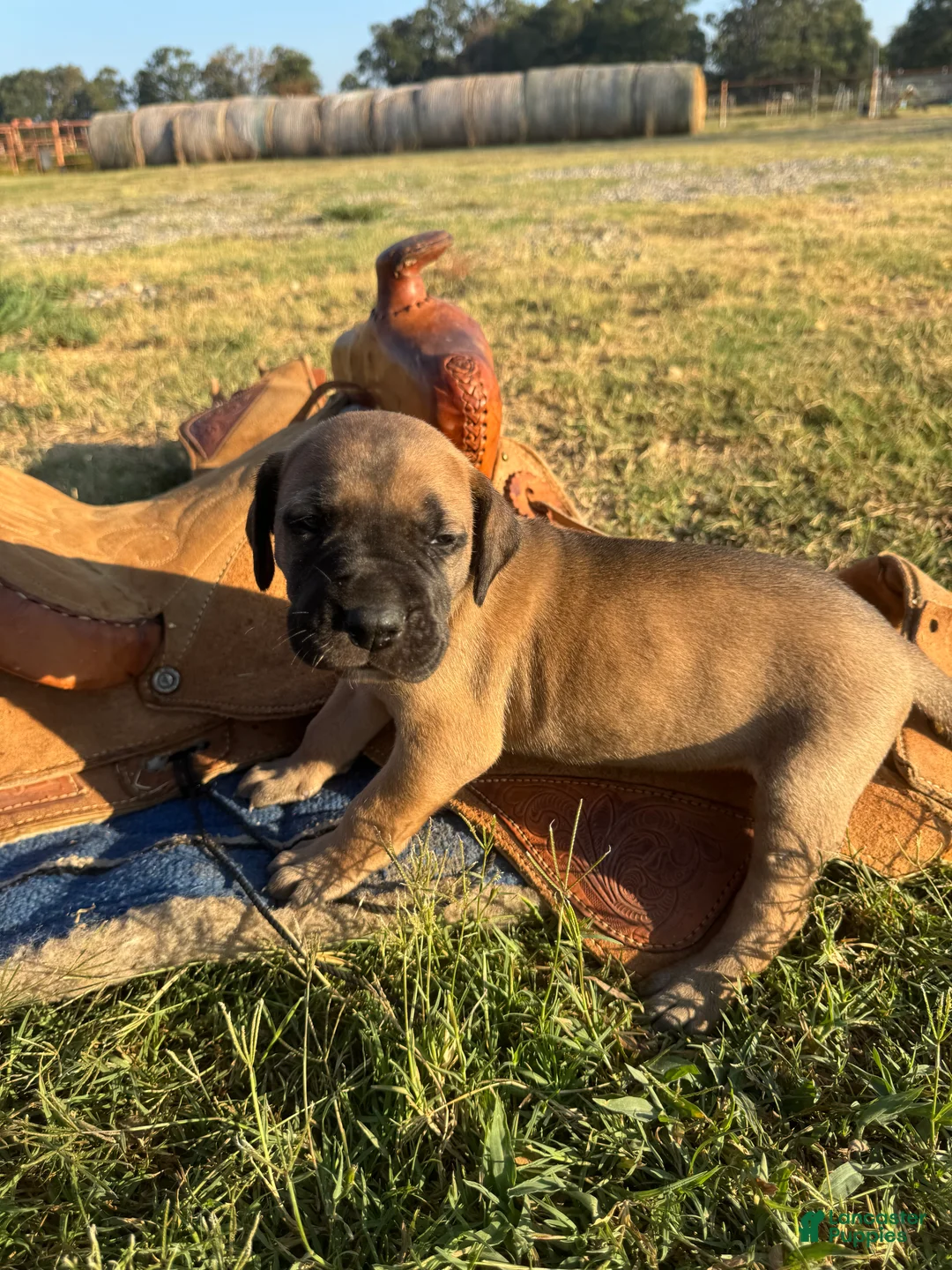 Great Dane dogs for sale: Bruno  - Ad 2
