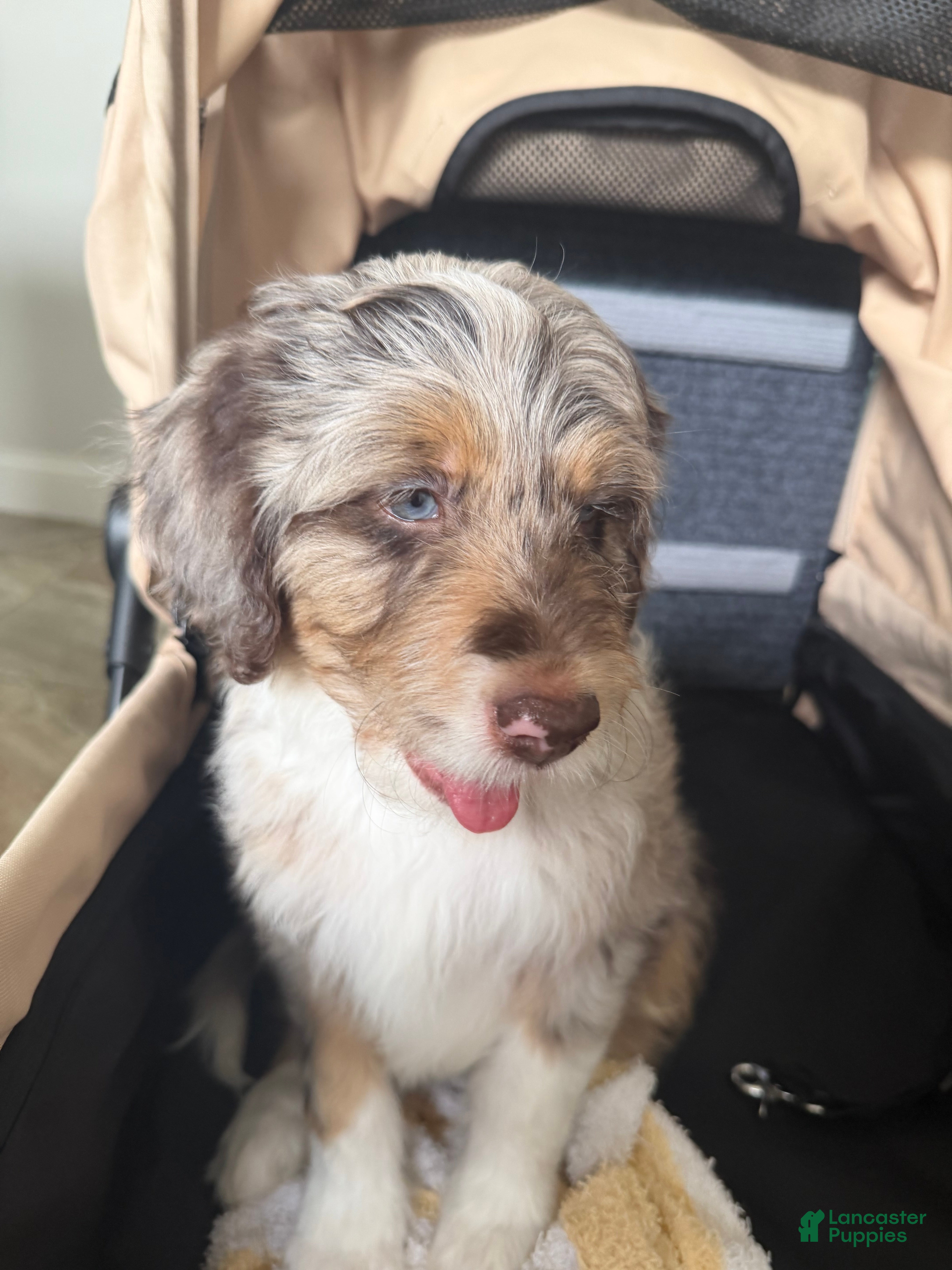 Aussiedoodle dogs Aussiedoodle 2 - Ad 2