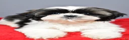 Shih Tzu dogs for sale: Peggy - Ad 4