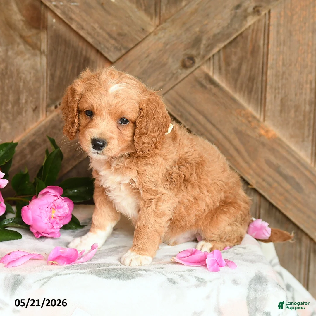 Mini Goldendoodle dogs for sale: Jackie - Ad 1