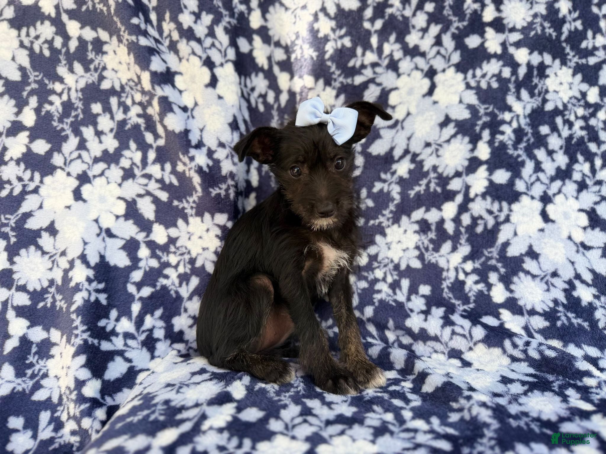 Miniature Schnauzer dogs Ava - Ad 2