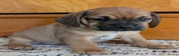 Puggle dogs for sale: Kidd - Ad 4