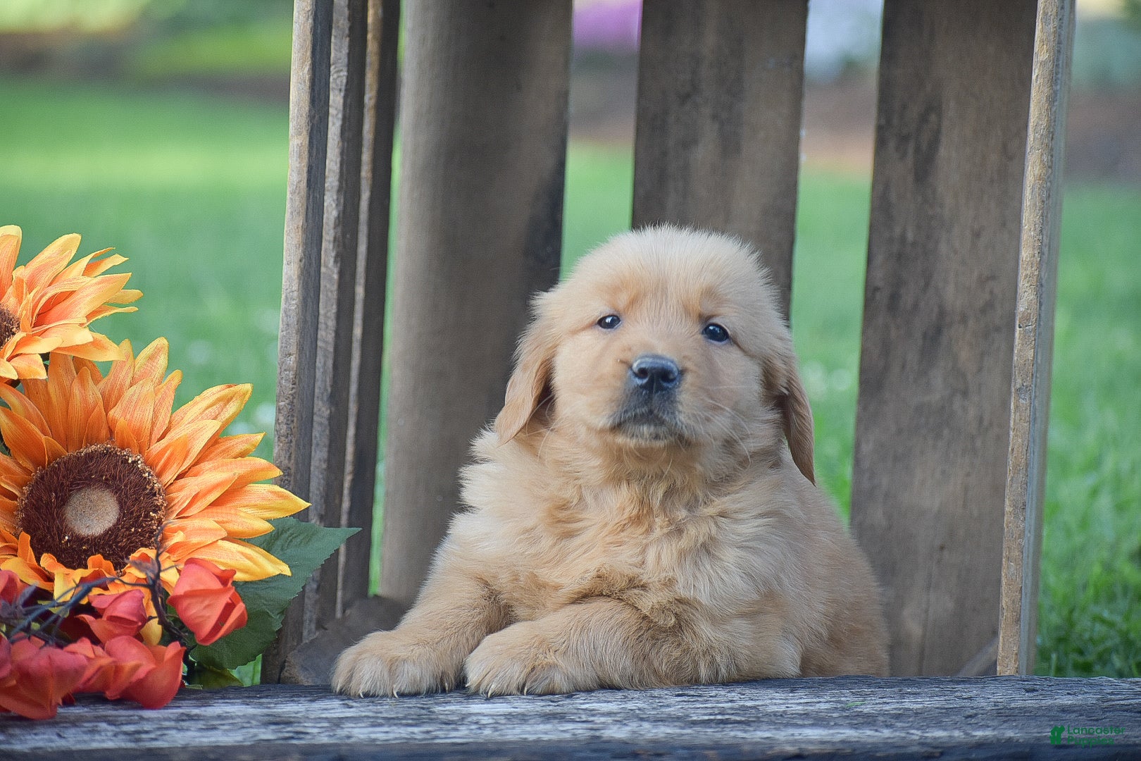 Golden Retriever dogs Prescott - Ad 2