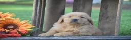 Golden Retriever dogs for sale: Prescott - Ad 2