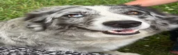 Australian Shepherd dogs for sale: Shiloh - Ad 9