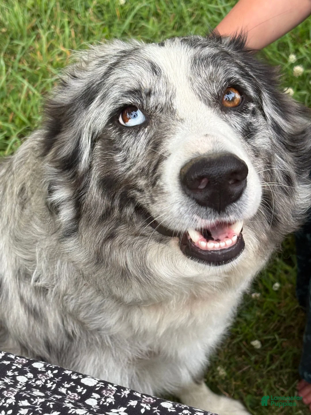 Australian Shepherd dogs for sale: Shiloh - Ad 9