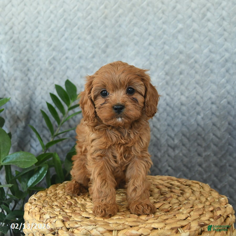 Cavapoo dogs Magic  - Ad 2