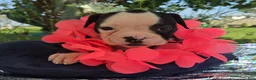 Olde English Bulldogge dogs for sale: Margaret - Ad 3