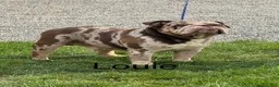 English Bulldog dogs for sale: Maverick - Ad 4