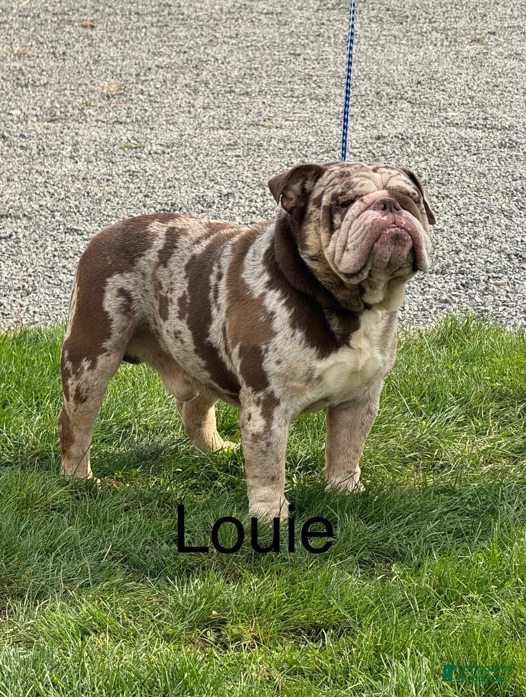 English Bulldog dogs for sale: Maverick - Ad 4