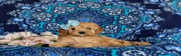 Cavapoo dogs for sale: Noele - Ad 5