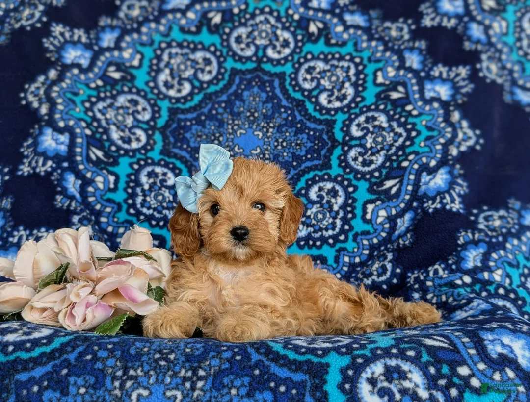 Cavapoo dogs for sale: Noele - Ad 5