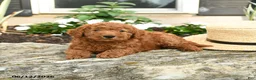 Mini Goldendoodle dogs for sale: Lucky - Ad 4