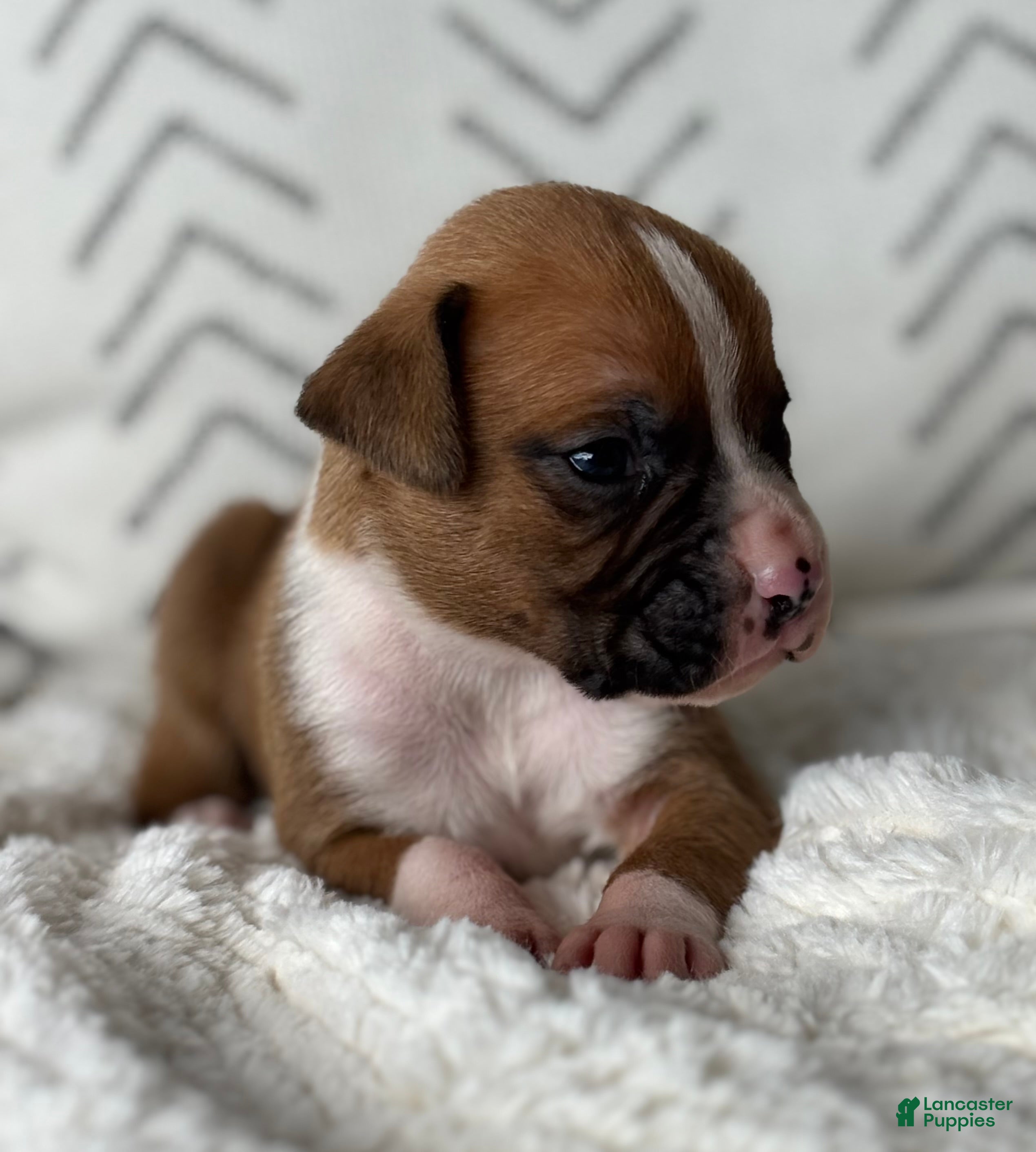 Boxer dogs Dozer - Ad 2