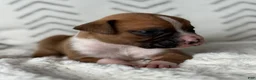 Boxer dogs for sale: Dozer - Ad 2
