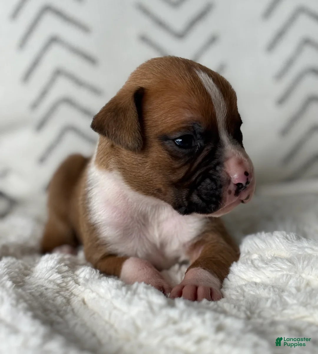 Boxer dogs for sale: Dozer - Ad 2