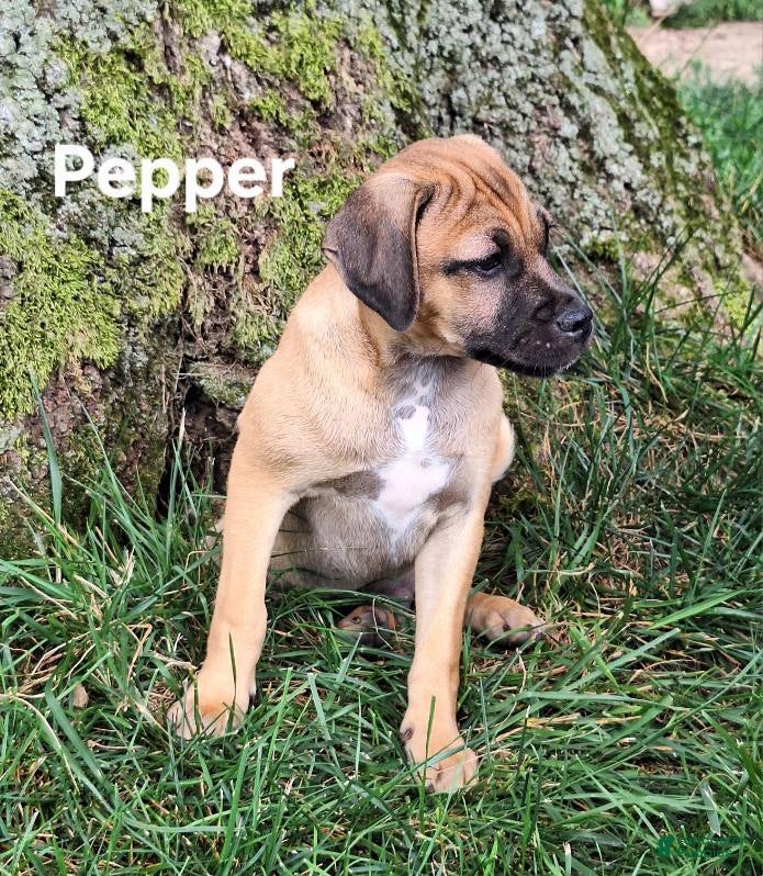 Jug dogs Pepper - Ad 1
