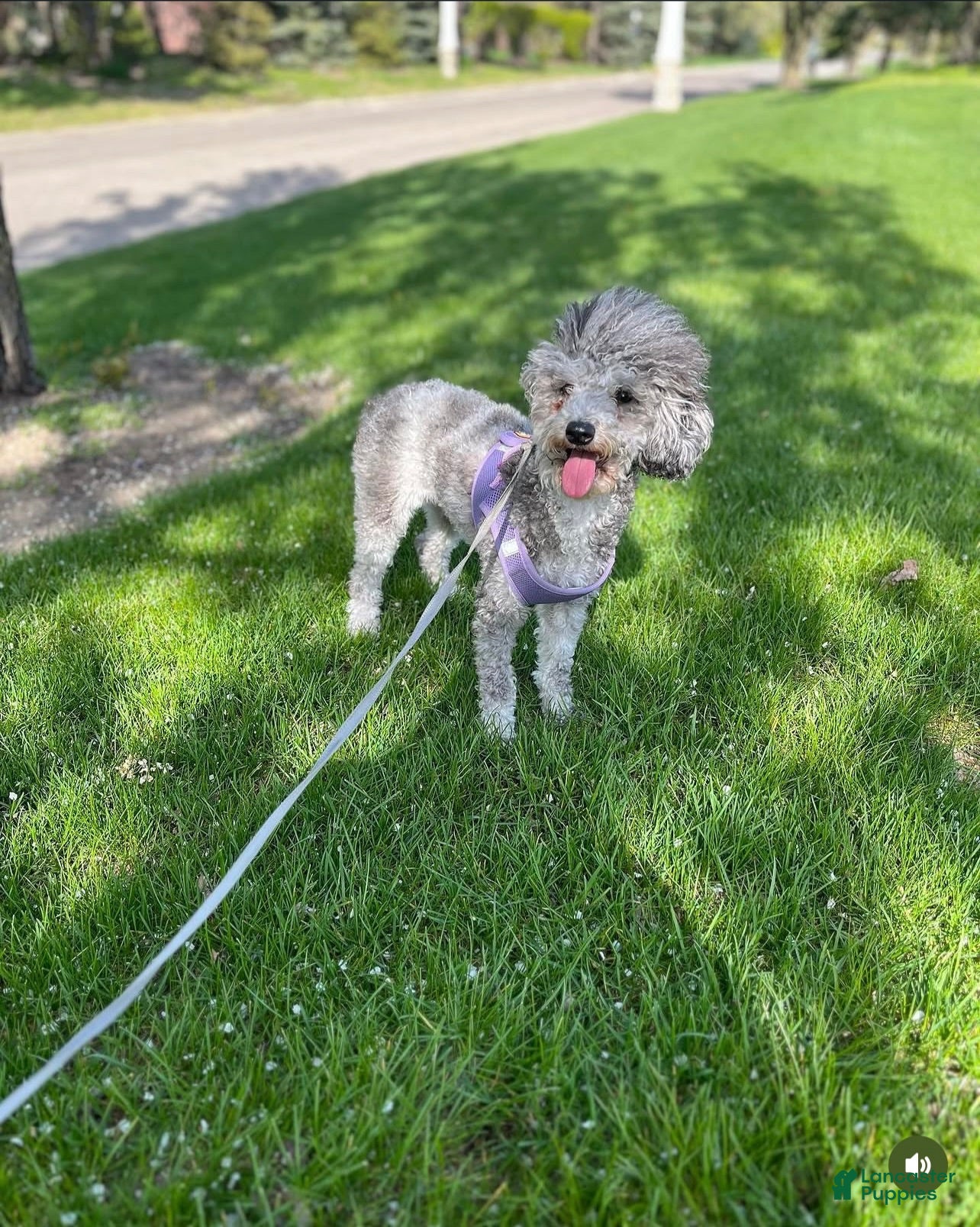 Miniature Poodle dogs Benny - Ad 2