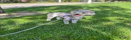 Miniature Poodle dogs for sale: Benny - Ad 2