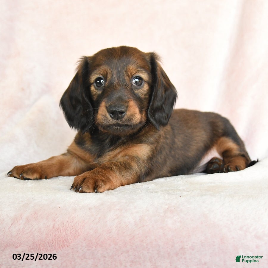 Dachshund dogs Ian - Ad 2