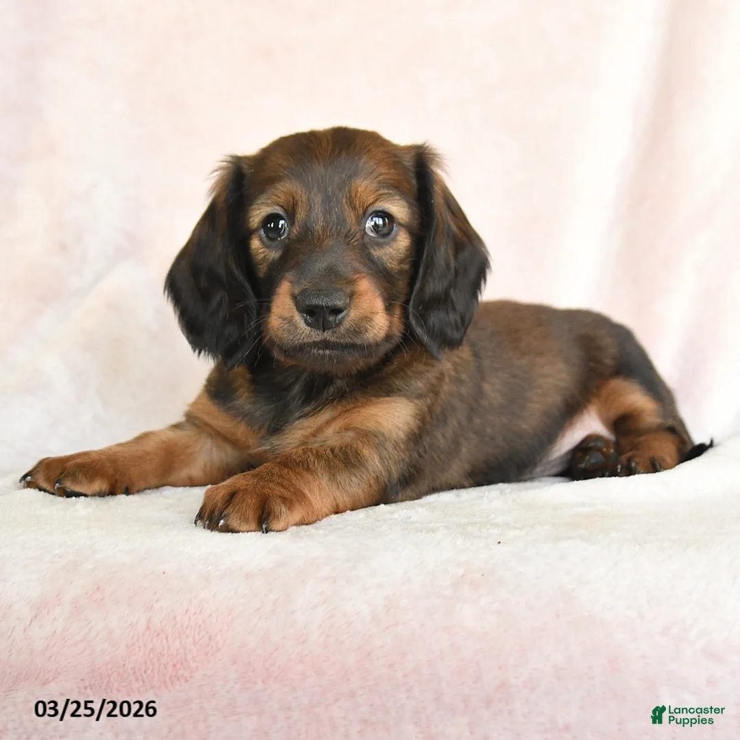 Dachshund dogs for sale: Ian - Ad 2