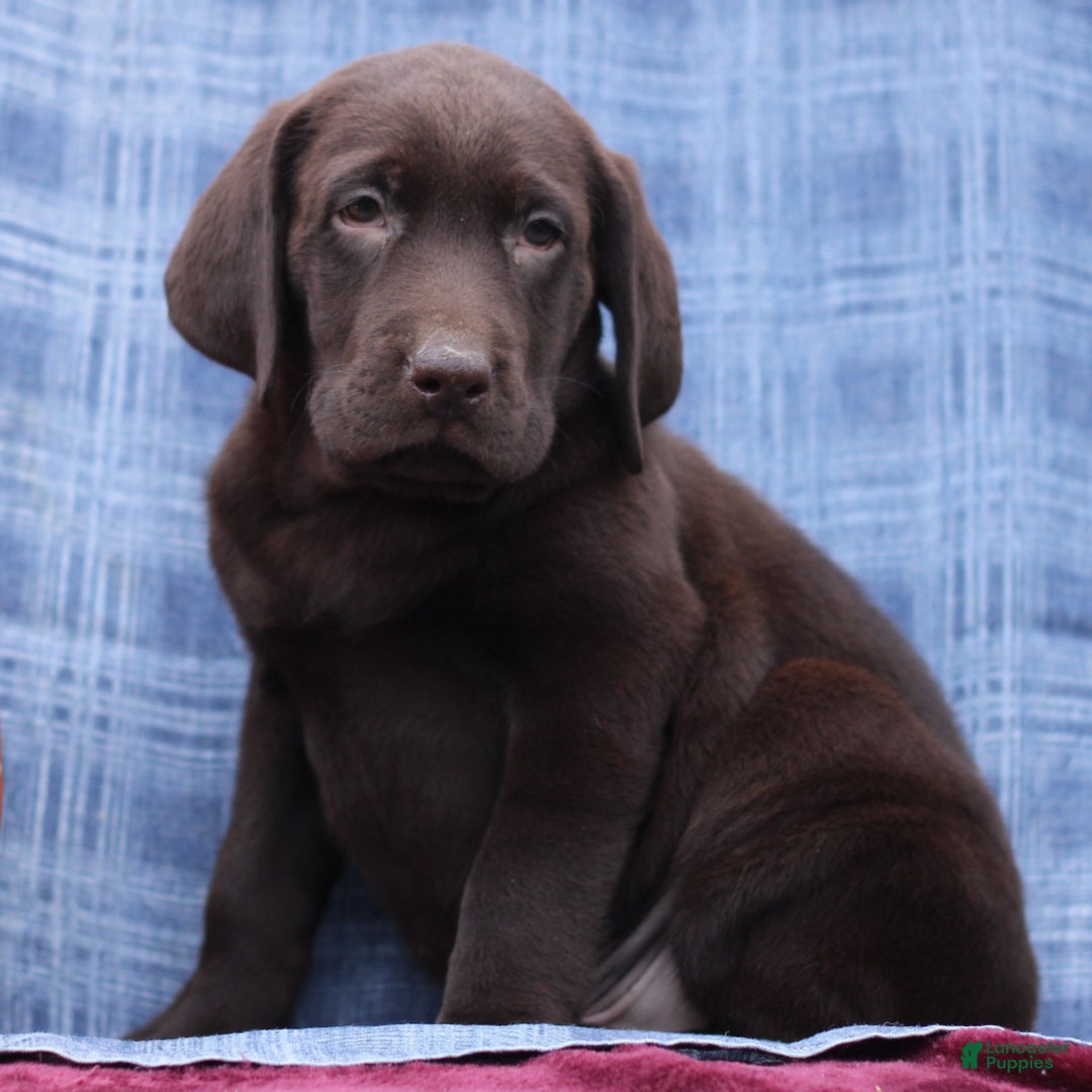 Labrador Retriever dogs for sale: Jake  - Ad 1