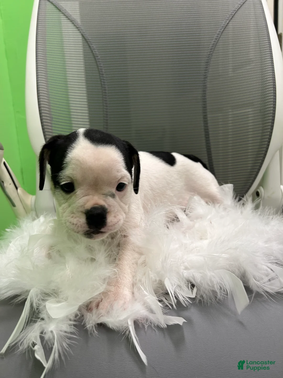 English Bulldog dogs for sale: English Bulldog 1 - Ad 3