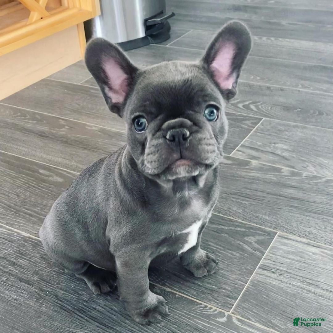 French Bulldog dogs for sale: Chichi - Ad 3