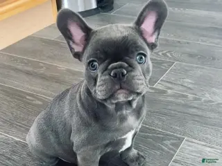 French Bulldog dogs for sale: Chichi - Ad 3