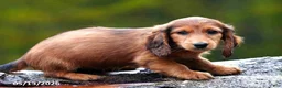 Miniature Dachshund dogs for sale: Dixie - Ad 3