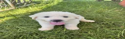 Great Pyrenees dogs for sale: Great Pyrenees 3 - Ad 5