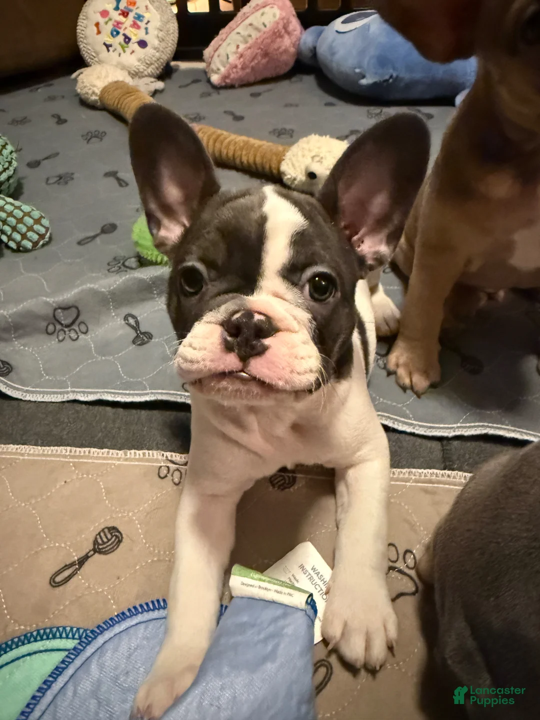 French Bulldog dogs for sale: Miss Piggy - Ad 1