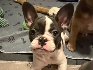 French Bulldog dogs for sale: Miss Piggy - Ad 3