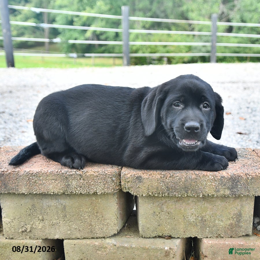 Labrador Retriever dogs Rita - Ad 2
