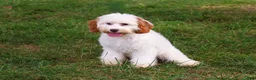 Cavapoo dogs for sale: Emerald - Ad 3